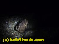 /home//u458753944/public_html/sourcegallery//Roxborough Toad Detour/2013-2019/2013/2013-05-19/P1120446.JPG